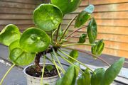 Chinese Money Plant (Pilea peperomioides)