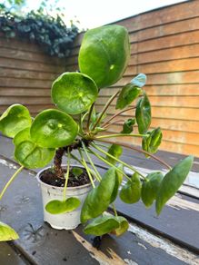 Chinese Money Plant (Pilea peperomioides)