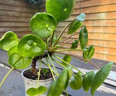 Chinese Money Plant (Pilea peperomioides)