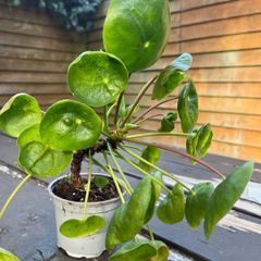 Chinese Money Plant (Pilea peperomioides)