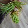 Tillandsia Air Plants Image 4
