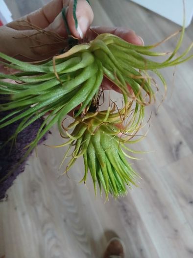 Tillandsia Air Plants