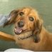 Sausagedog