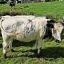 Heifers Image 8