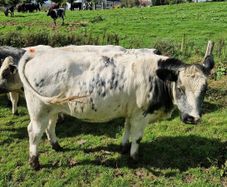 Heifers