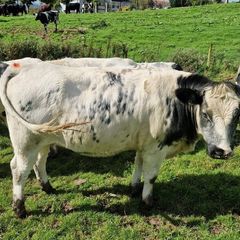 Heifers