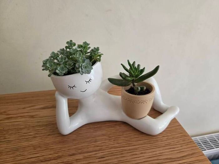 Funny planter with plant