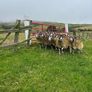 Lanark ewes Image 2