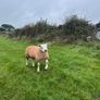 Texel rams for sale Image 3