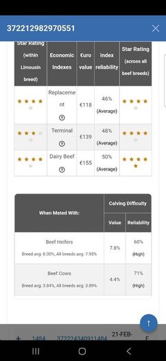 Pedigree Registered Limousin Heifers