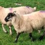 25 ewe lambs Image 3