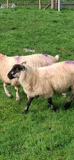 25 ewe lambs