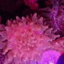 speckled rose bubble tip anemone Image 7