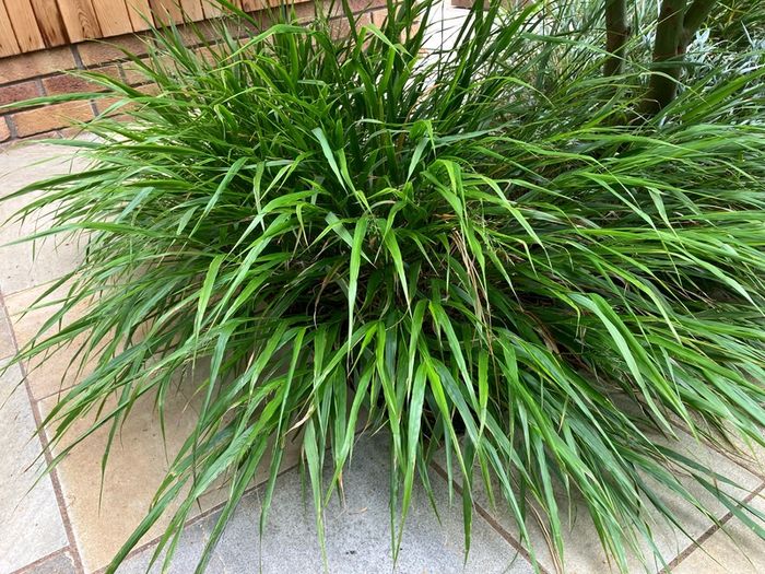 Japanese Forest Grass - Hakonechloa macra