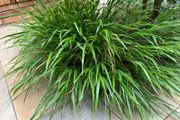 Japanese Forest Grass - Hakonechloa macra