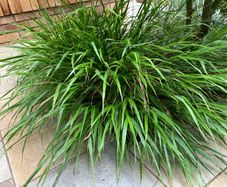 Japanese Forest Grass - Hakonechloa macra