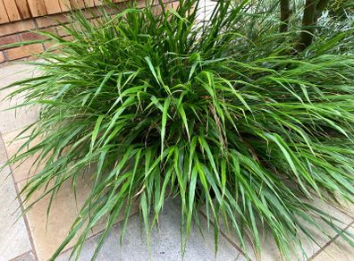 Japanese Forest Grass - Hakonechloa macra