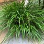 Japanese Forest Grass - Hakonechloa macra Image 2