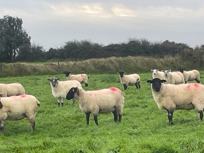 Hogget Ewes for sale, ideal for breeding