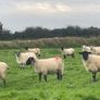 Hogget Ewes for sale, ideal for breeding Image 3