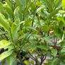 Extra large 130cm high x 75cm diameter very established calamondin citrus tree in weathered terracotta pot Image 9