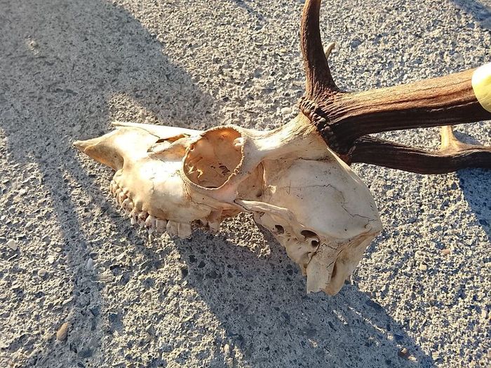 Fallow deer head