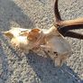 Fallow deer head Image 4