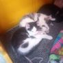 kittens Image 2