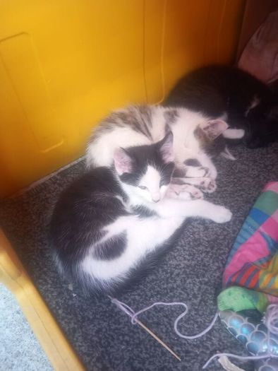 kittens