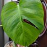 No.5 Monstera Green On Green sell as is Image 3