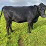 Incalf heifers Image 3
