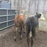Hereford heifers Image 3