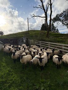 Suffolk and Texel cross Hoggets