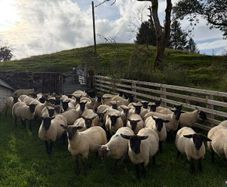 Suffolk and Texel cross Hoggets