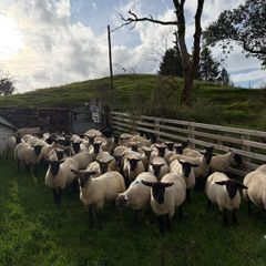 Suffolk and Texel cross Hoggets