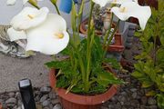 A Large pots of lilies