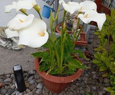 A Large pots of lilies