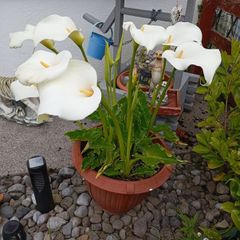 A Large pots of lilies