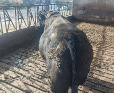 Stock Bull