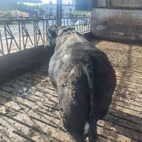 Stock Bull
