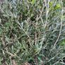 Olive Tree Image 3