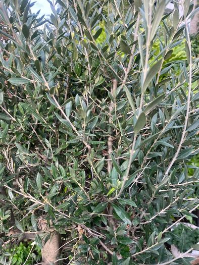 Olive Tree