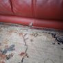 Leather 2 Seater Image 3