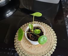 plant