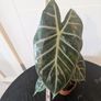 Plant Image 2