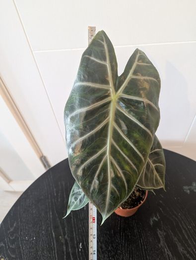 Plant