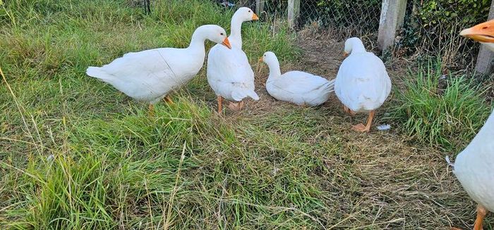 Geese