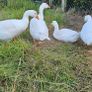 Embden goslings Image 4