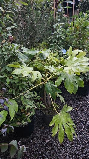 Instant Screen! 7ft bushy plants