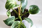 Philodendron - Birkin